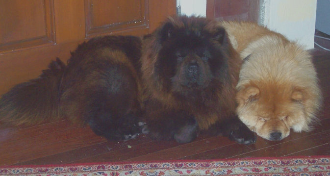 chowfornow015012.jpg